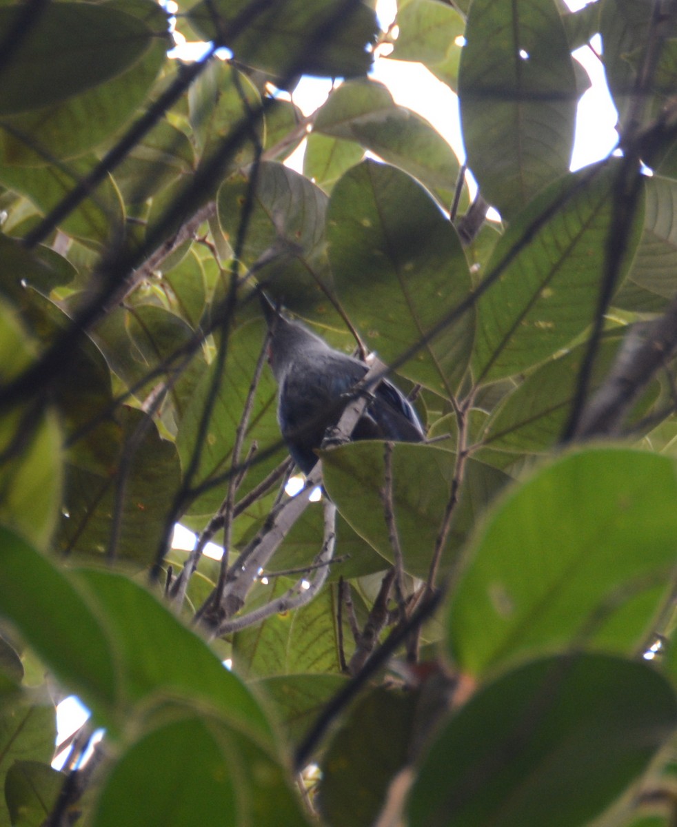 eBird Checklist - 9 Apr 2017 - Taman Hutan Raya Sultan Syarif Hasyim ...