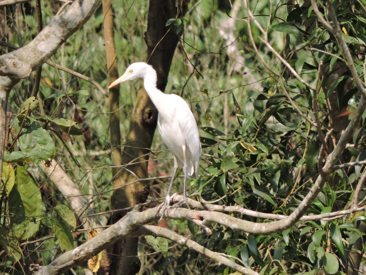 Eastern Cattle-Egret - ML543668711
