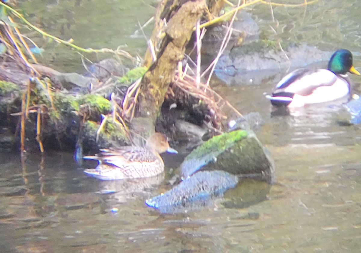 Northern Pintail - Curtis Rispin