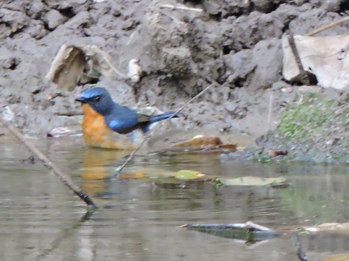 Hill Blue Flycatcher - ML543669401