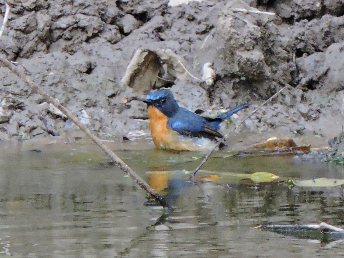 Hill Blue Flycatcher - ML543669411