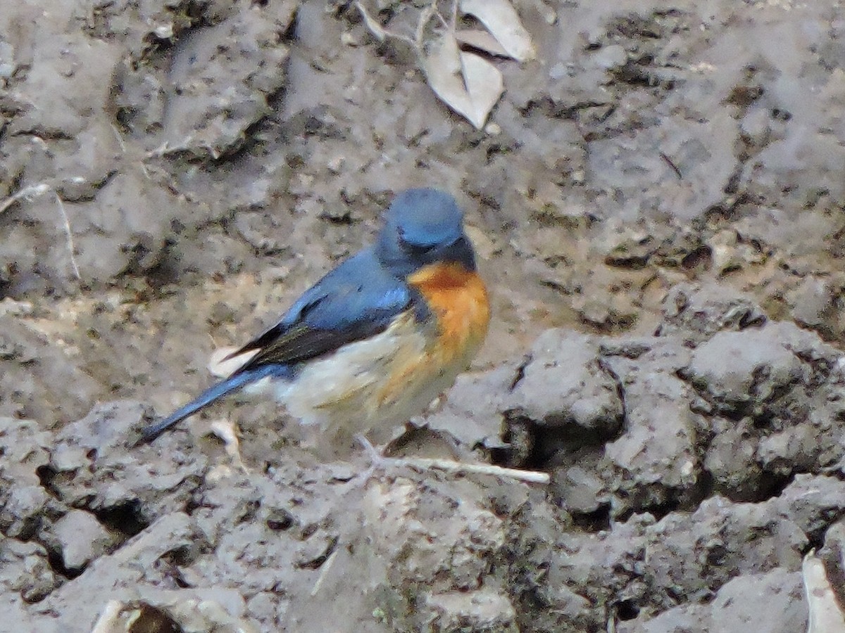 Hill Blue Flycatcher - ML543669421