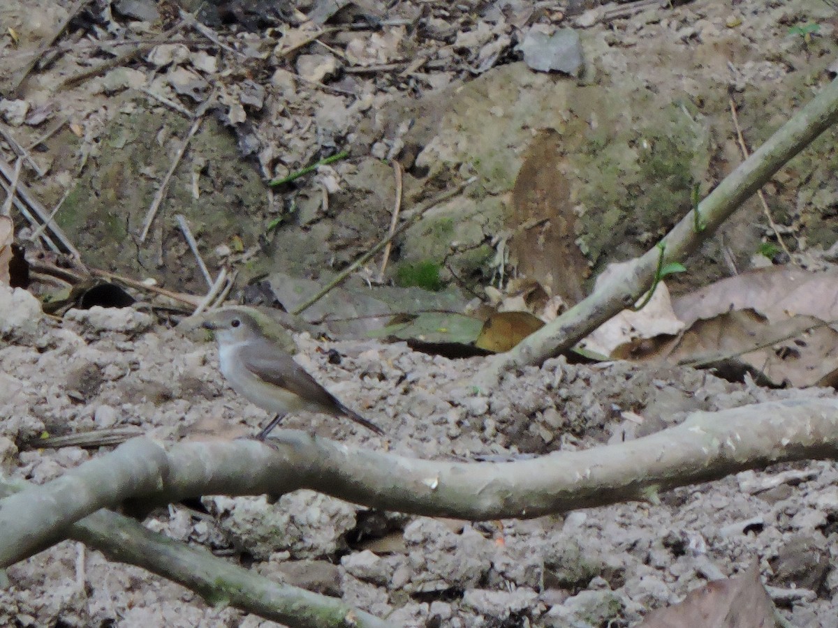 Taiga Flycatcher - ML543669491