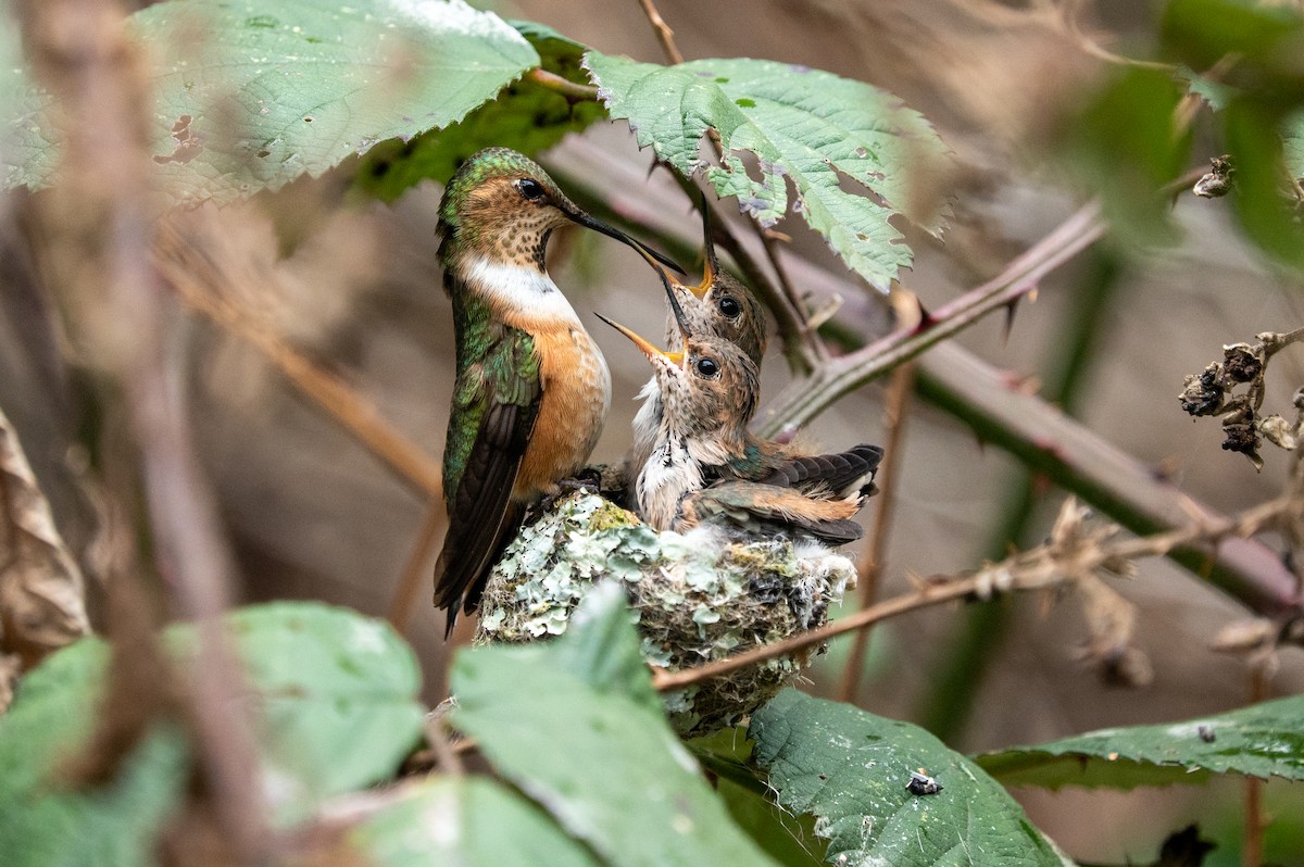 Allen's Hummingbird - Melani King