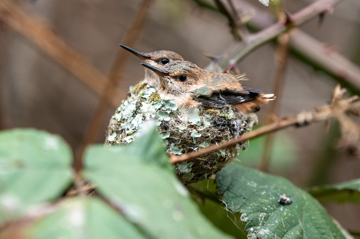 Allen's Hummingbird - Melani King