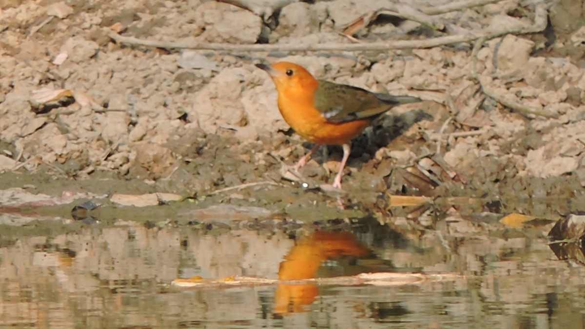 Orange-headed Thrush - Sajib Biswas