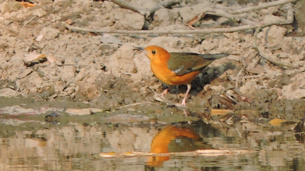 Orange-headed Thrush - ML543669871