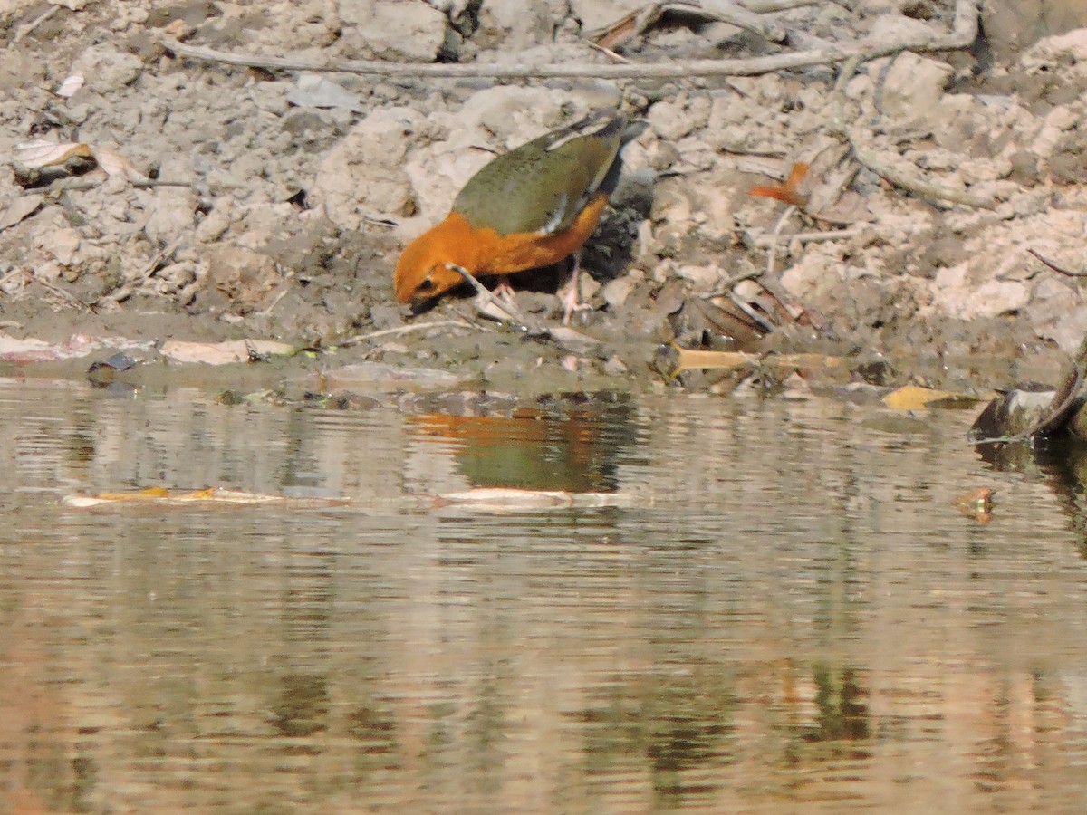 Orange-headed Thrush - ML543669881