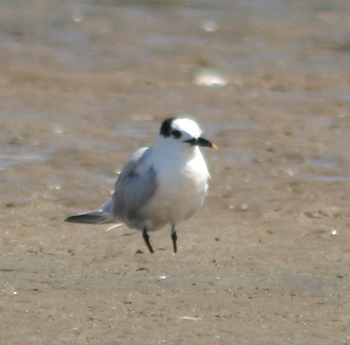 Sandwich Tern - ML543670131