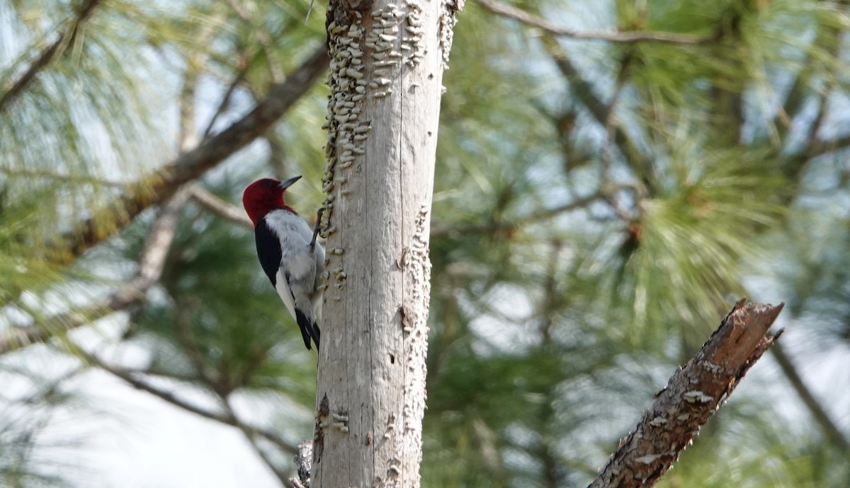 Red-headed Woodpecker - ML543671211