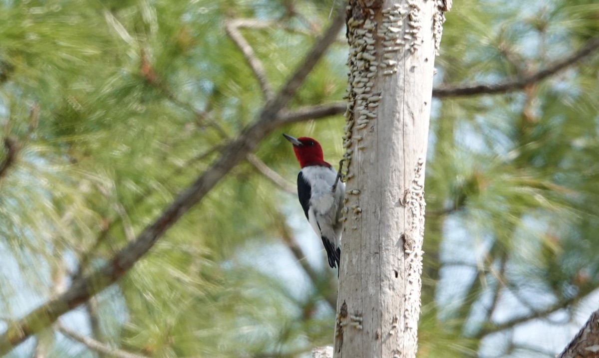 Red-headed Woodpecker - ML543671251