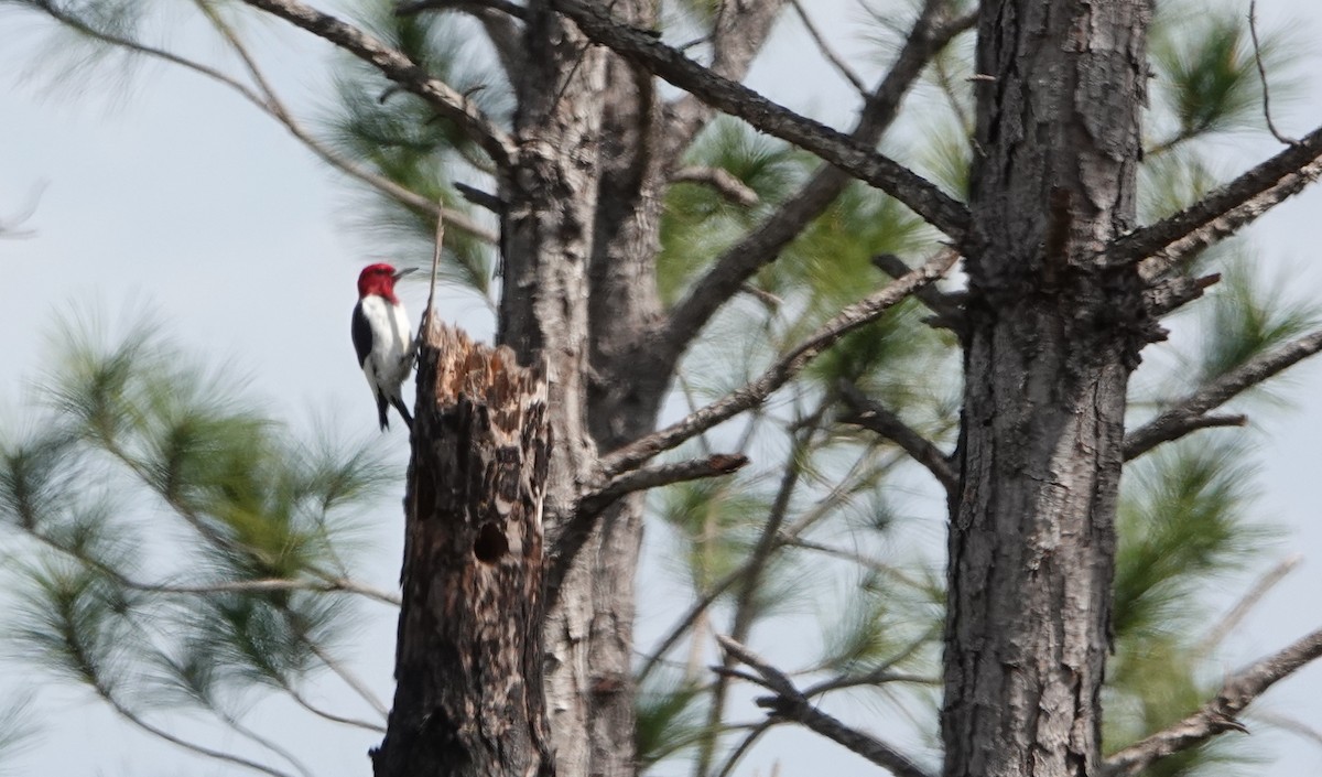 Red-headed Woodpecker - ML543671311