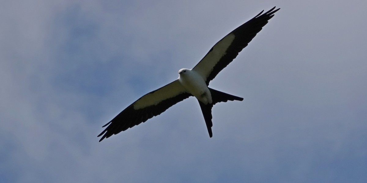 Swallow-tailed Kite - ML543671571