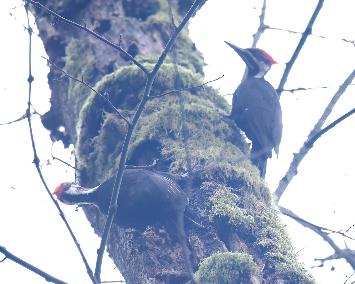 Pileated Woodpecker - ML543673111