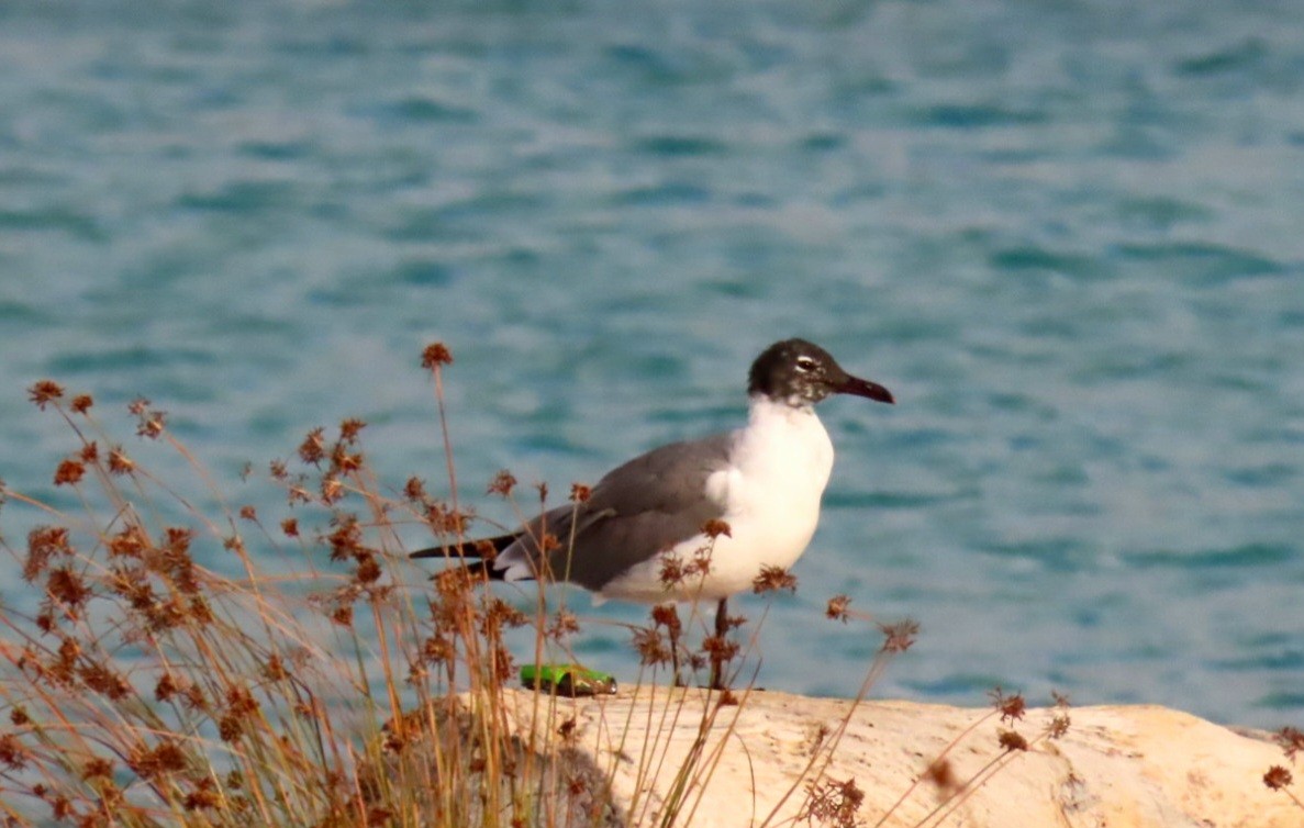 Laughing Gull - ML543674511