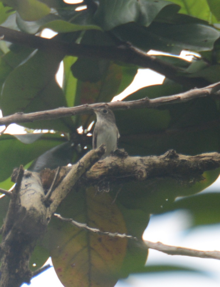 Asian Brown Flycatcher - ML54367531