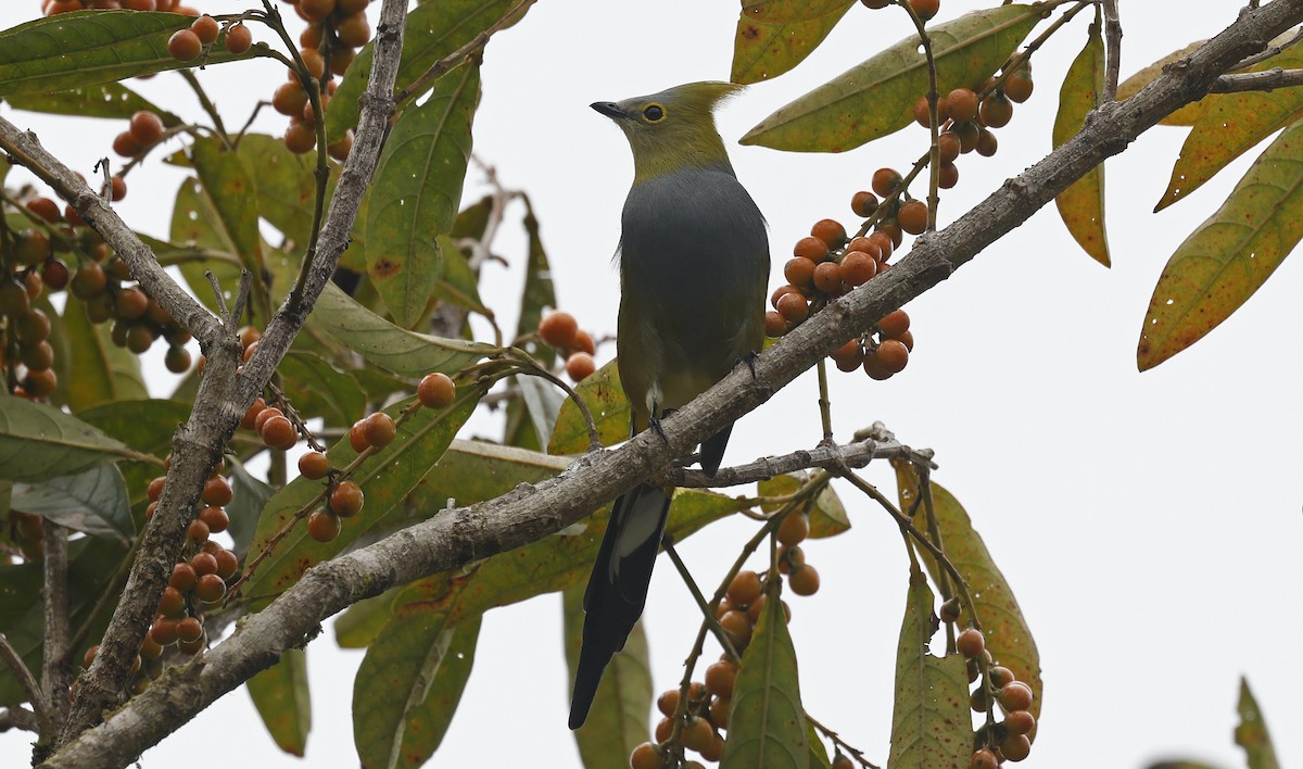 Long-tailed Silky-flycatcher - ML543675851