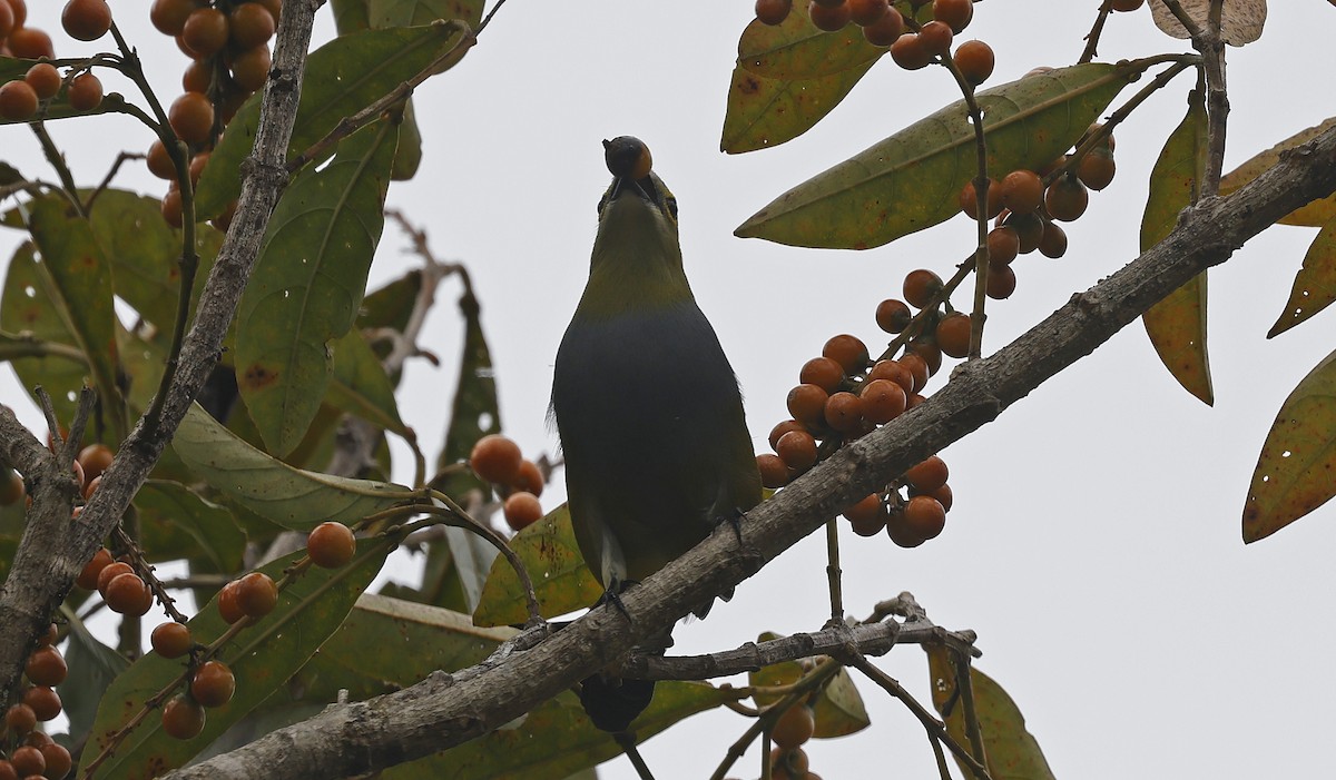 Long-tailed Silky-flycatcher - ML543675891