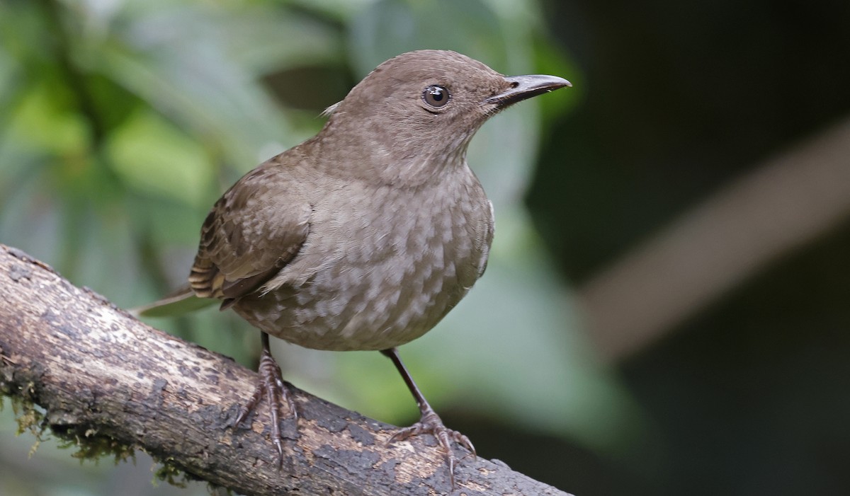 Mountain Thrush - Paul Chapman