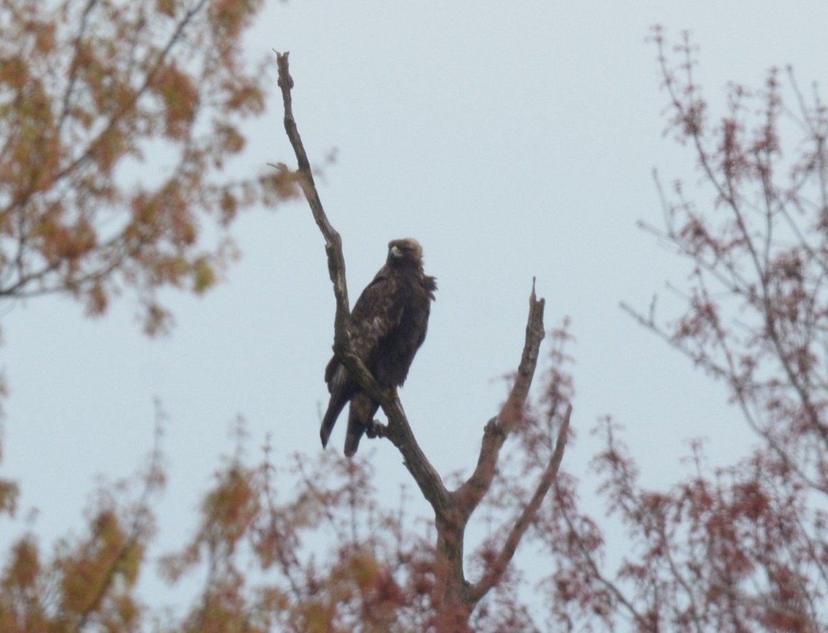 Águila Real - ML543676331