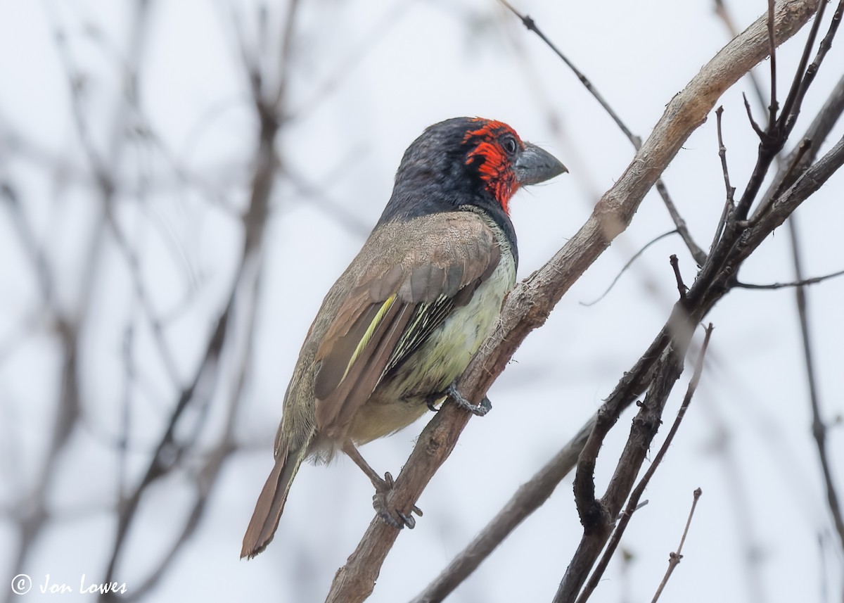 Black-collared Barbet - ML543676881