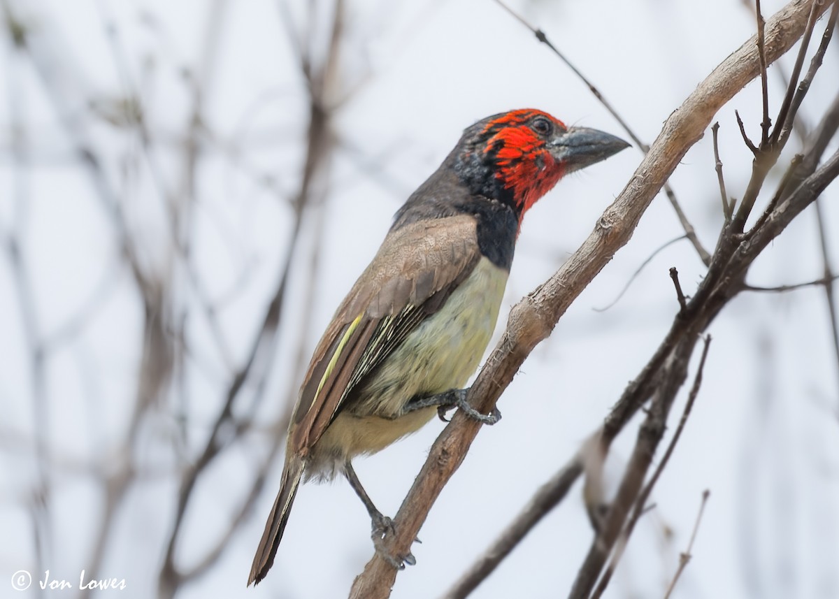 Black-collared Barbet - ML543676901