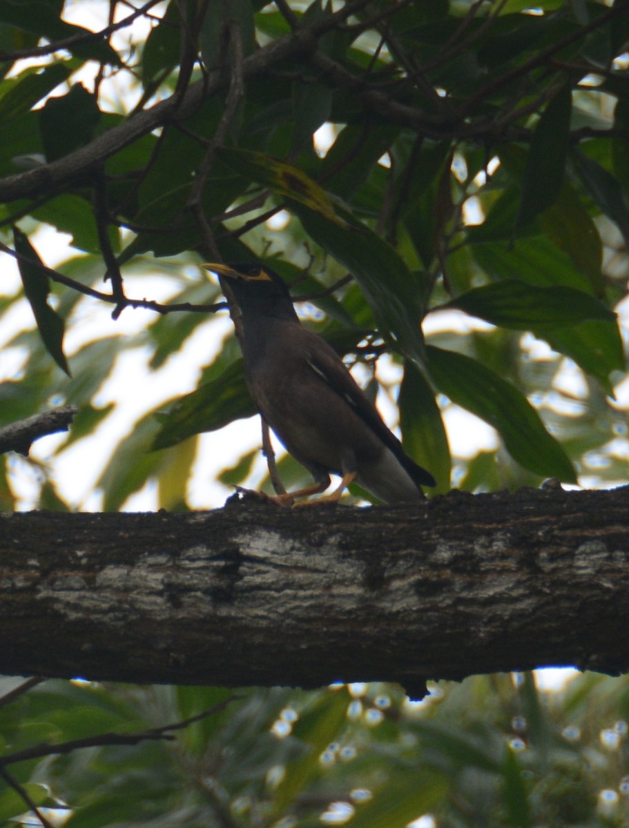 Common Myna - Ari Noviyono