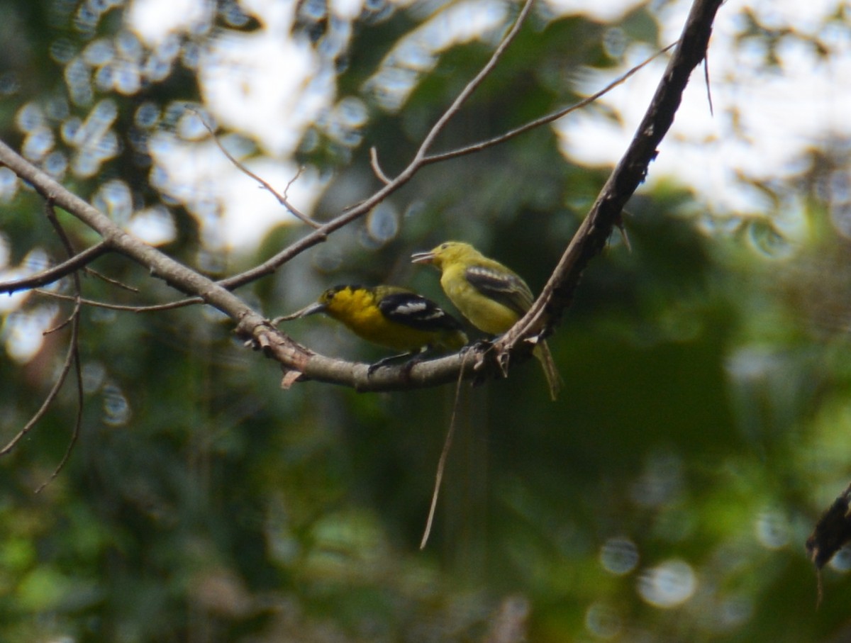 Common Iora - ML54367831