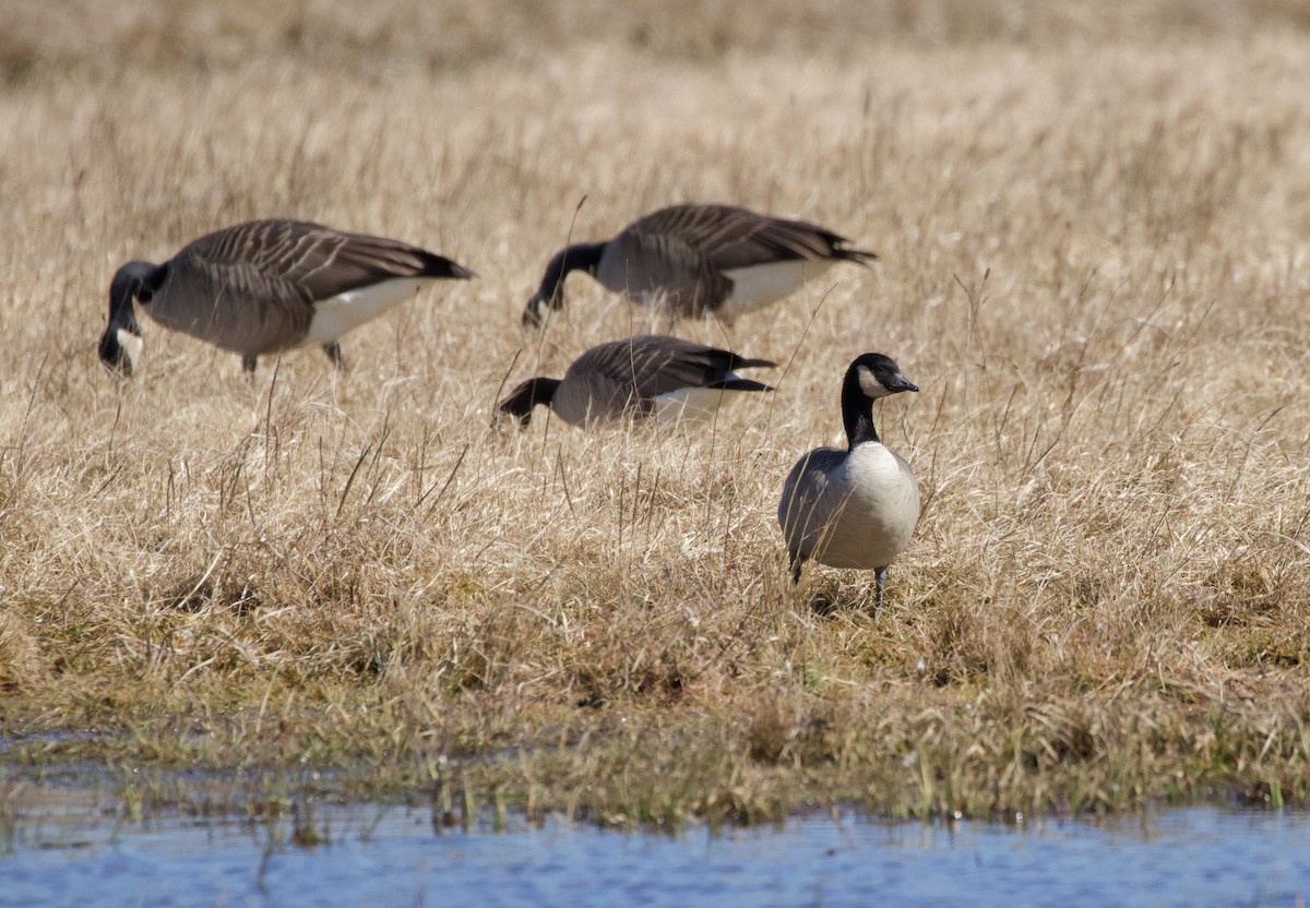 Cackling Goose (Richardson's) - ML543678641