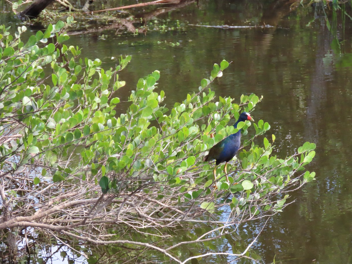 Purple Gallinule - ML543679521