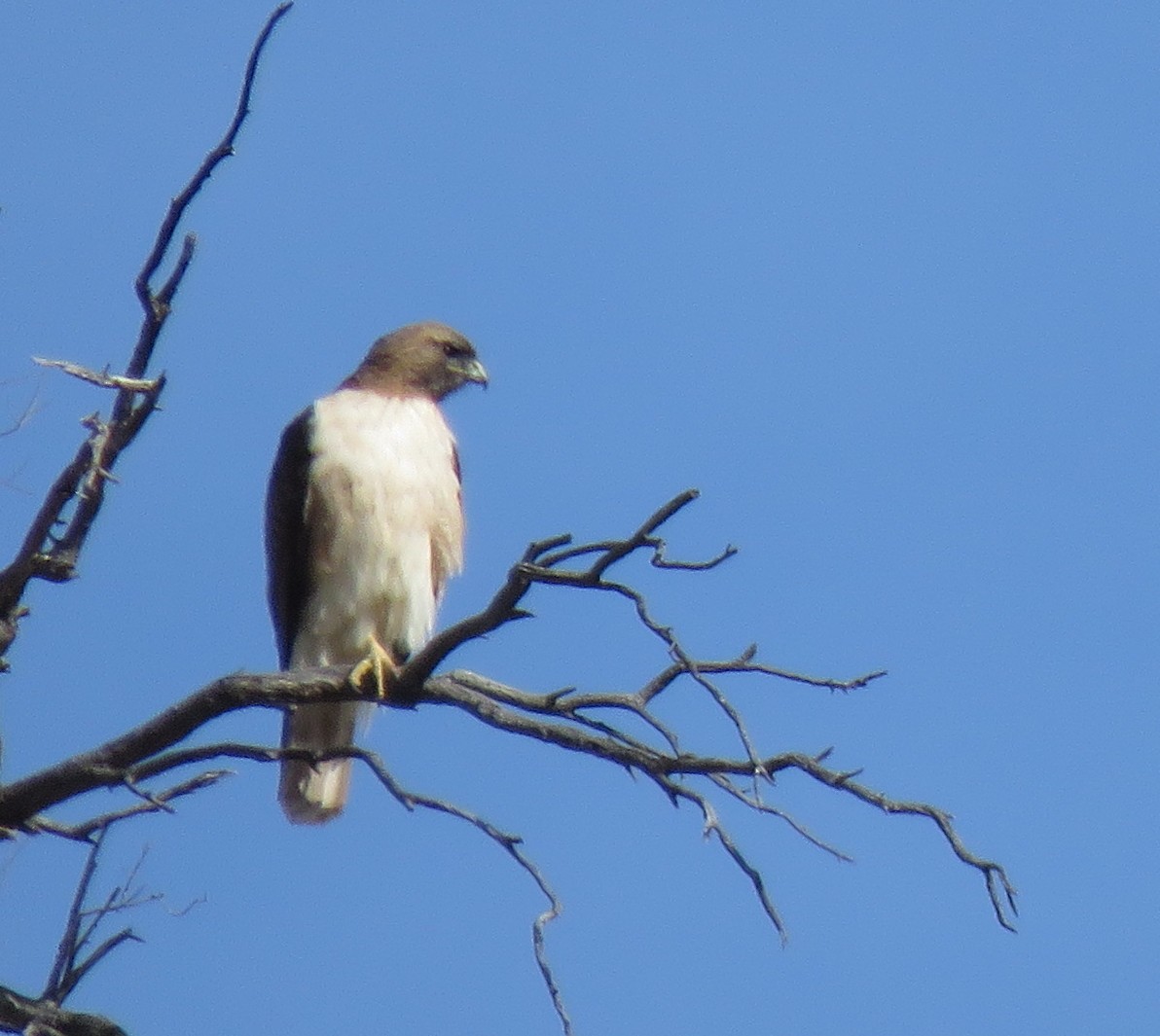 Red-tailed Hawk - ML543680111