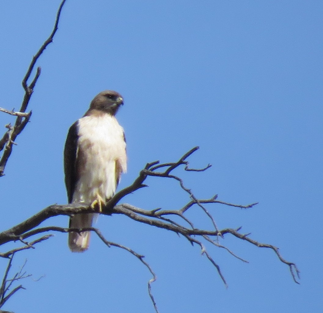 Red-tailed Hawk - ML543680171