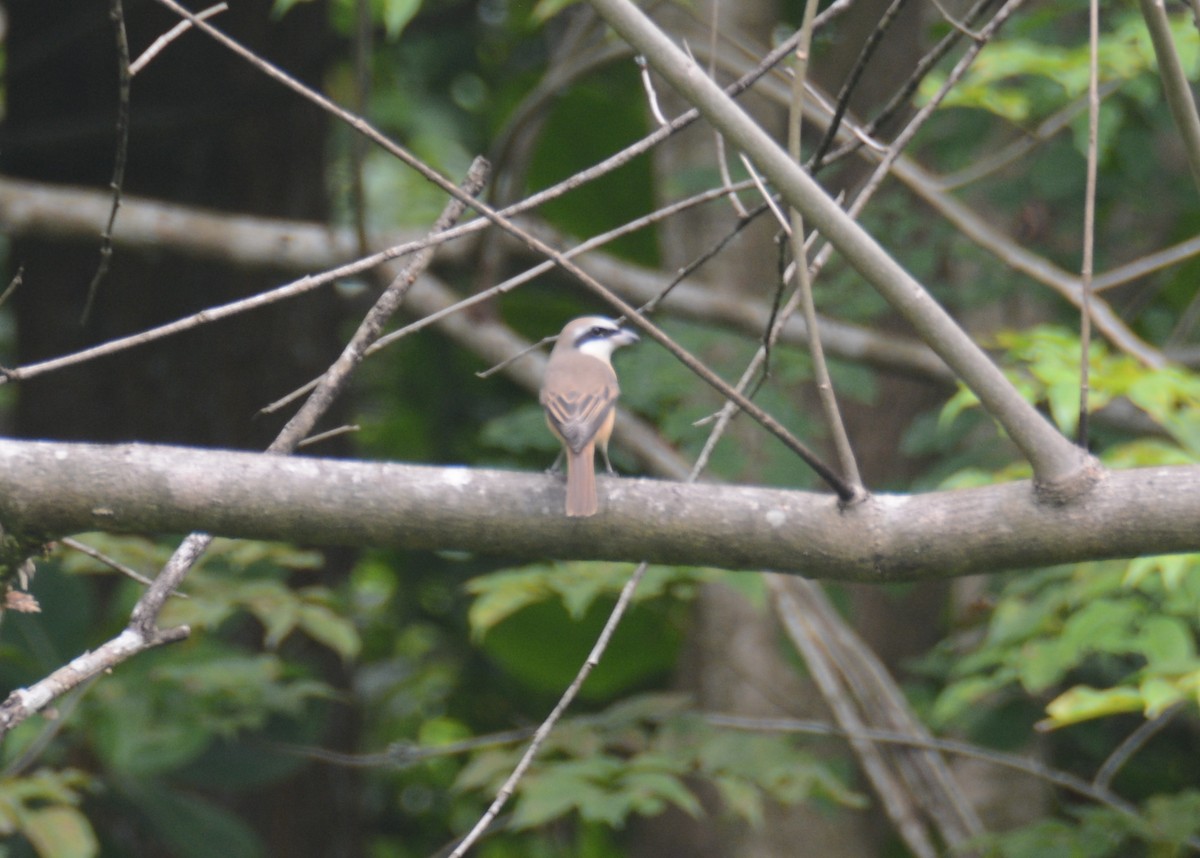 Brown Shrike - ML54368031