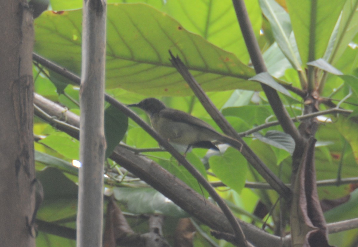 Brown-throated Sunbird - ML54368111