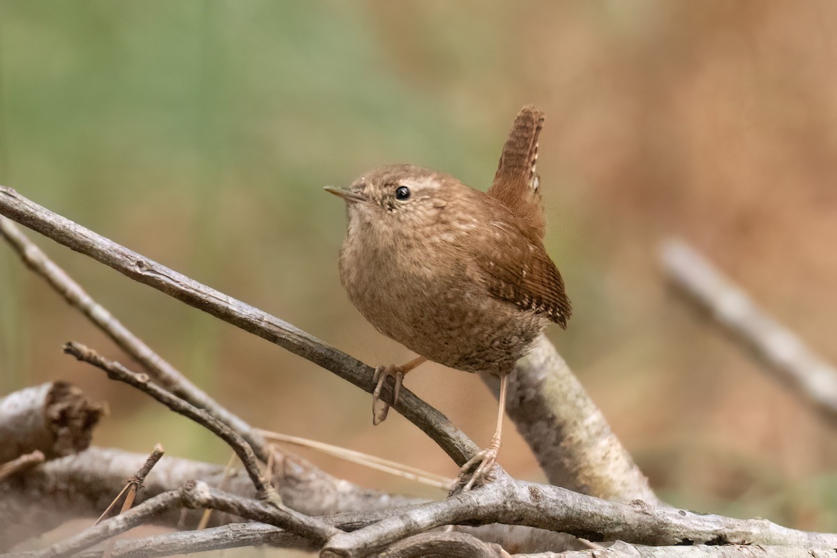 Winter Wren - ML543681371