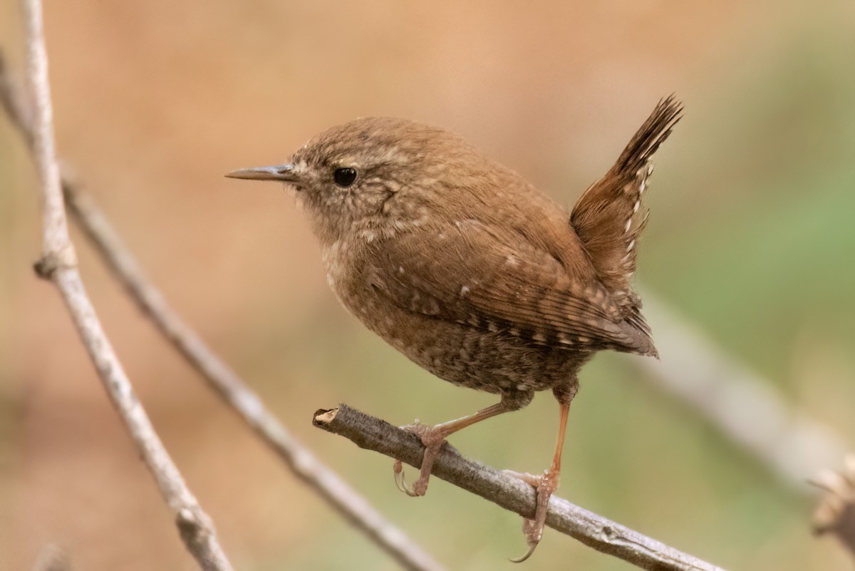 Winter Wren - ML543681381