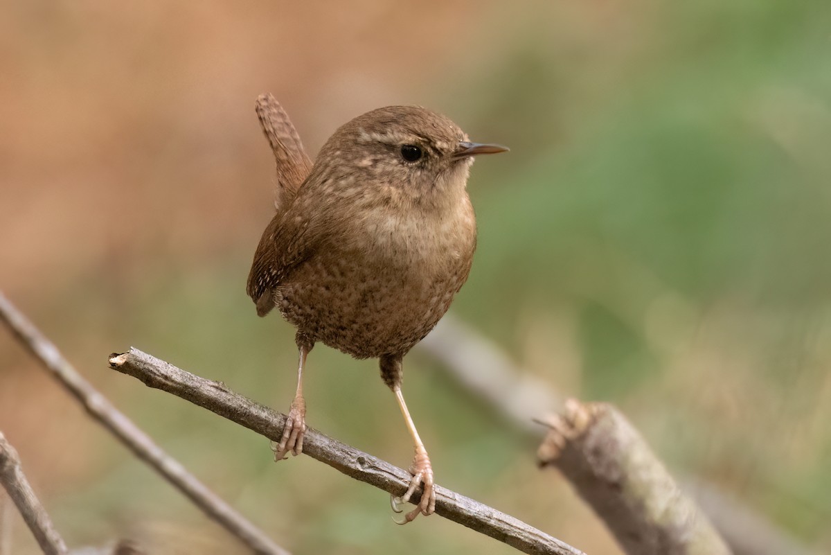 Winter Wren - ML543681391