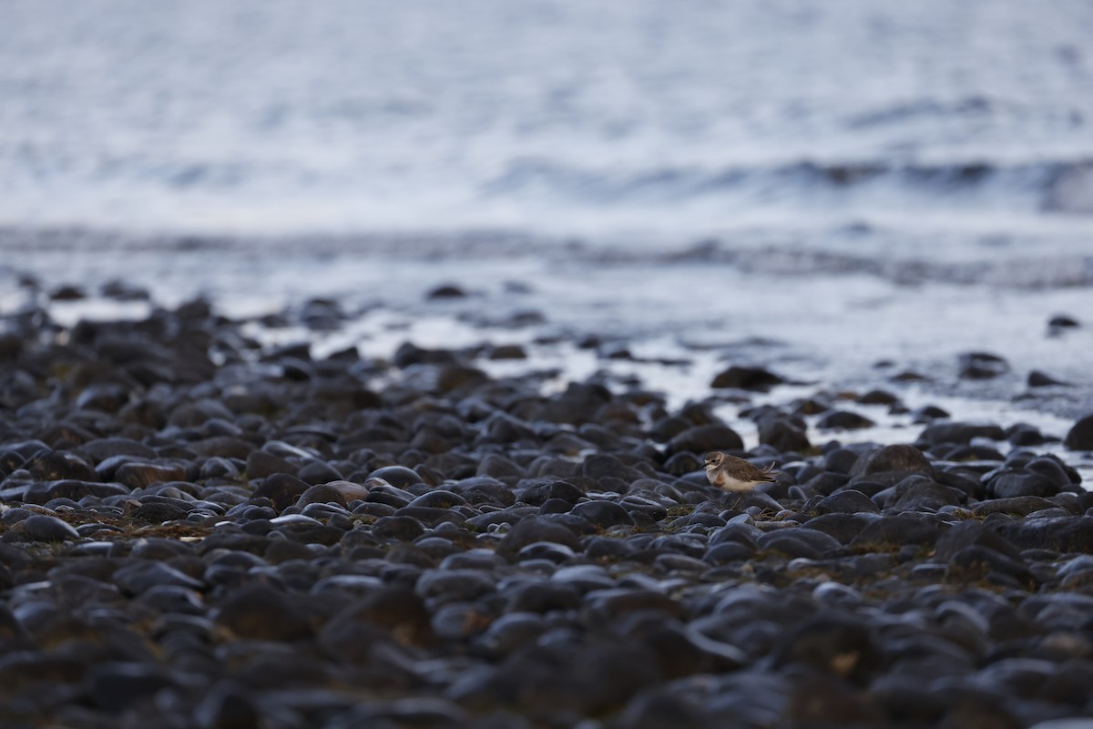 Double-banded Plover - ML543681761