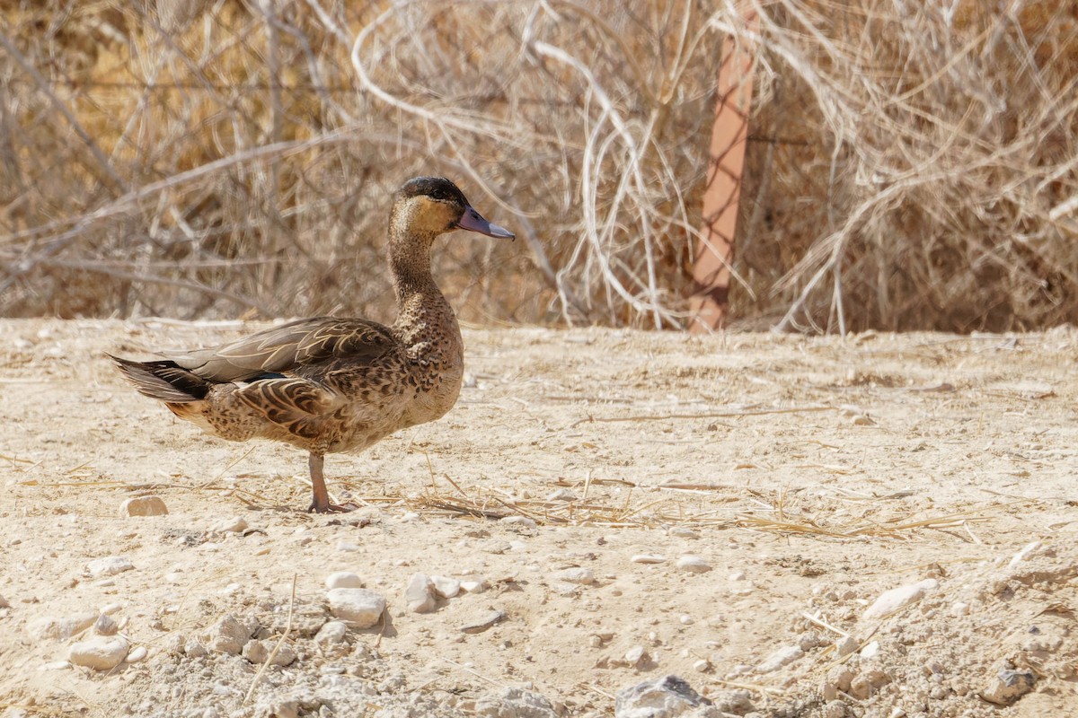 duck sp. - ML543681771