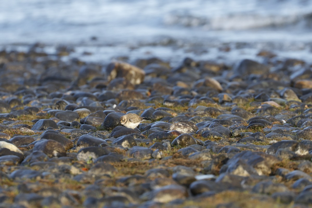 Double-banded Plover - ML543682041
