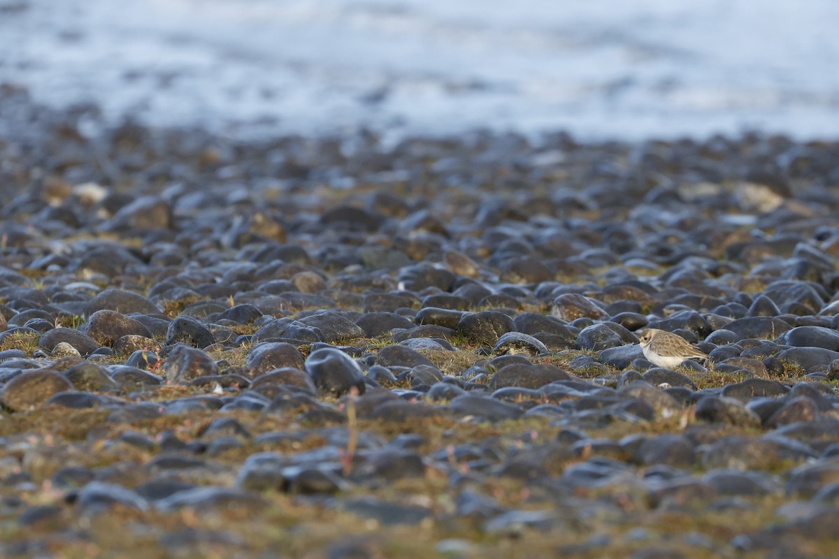 Double-banded Plover - ML543682061