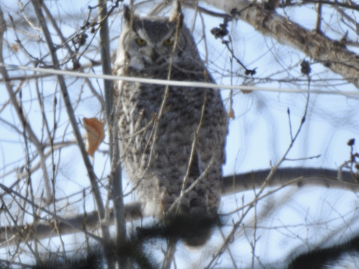 Great Horned Owl - ML543682301