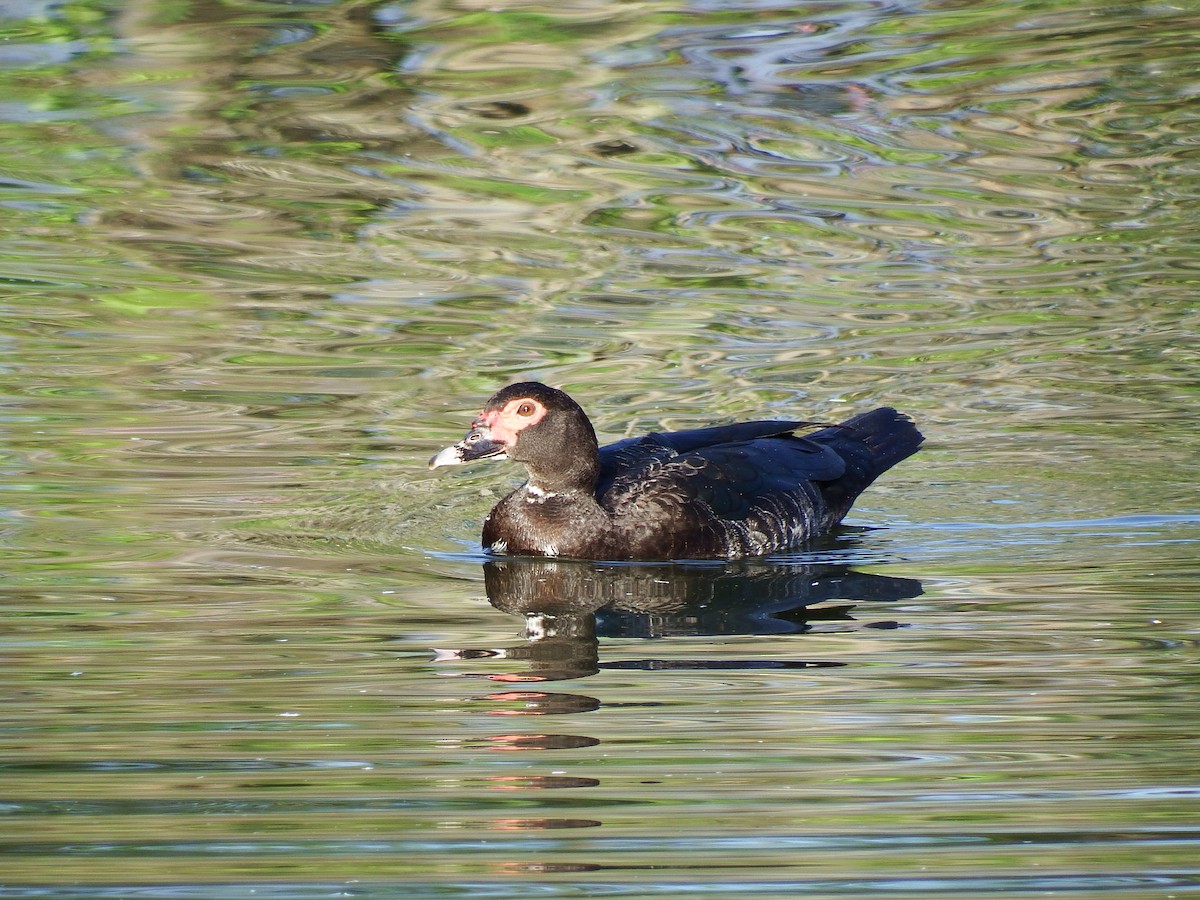 Muscovy Duck (Domestic type) - ML54368231