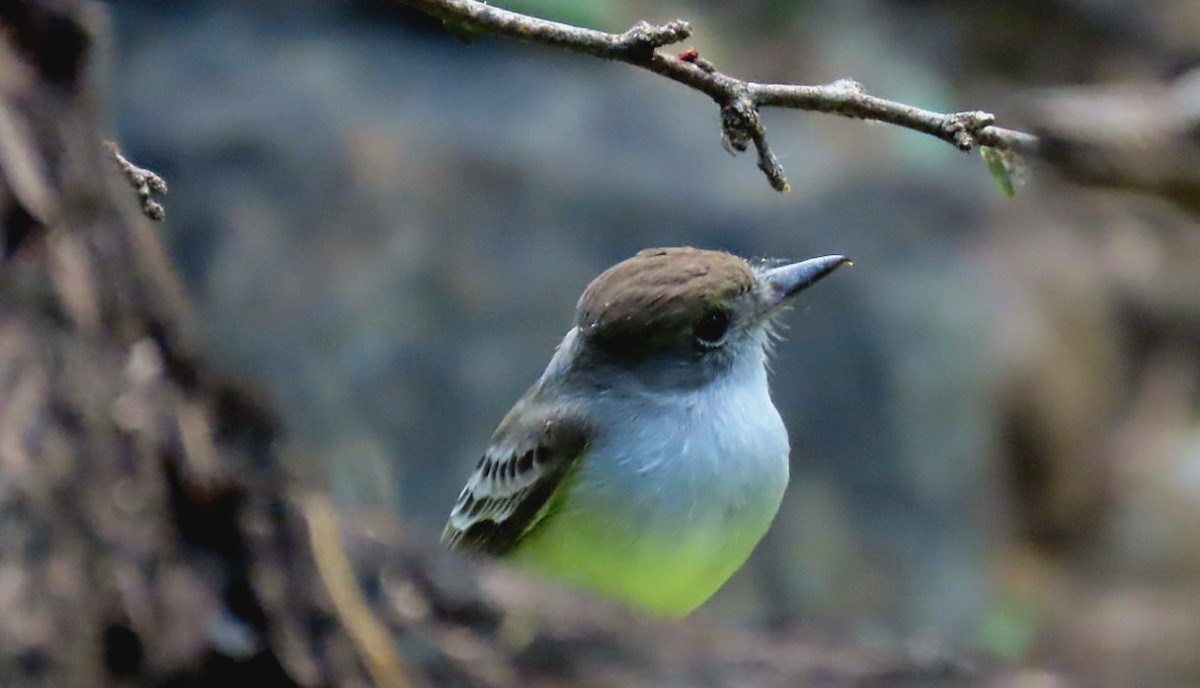 Northern Scrub-Flycatcher - ML543682431