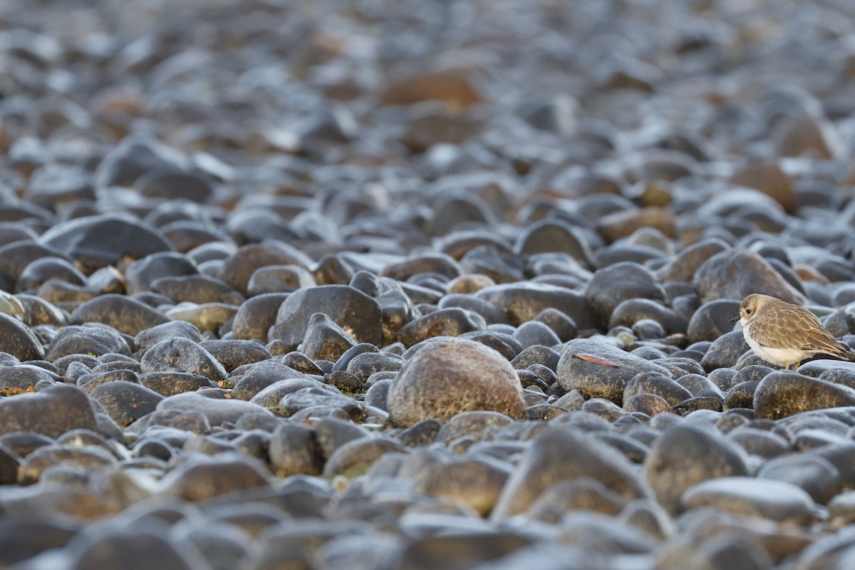 Double-banded Plover - ML543682561