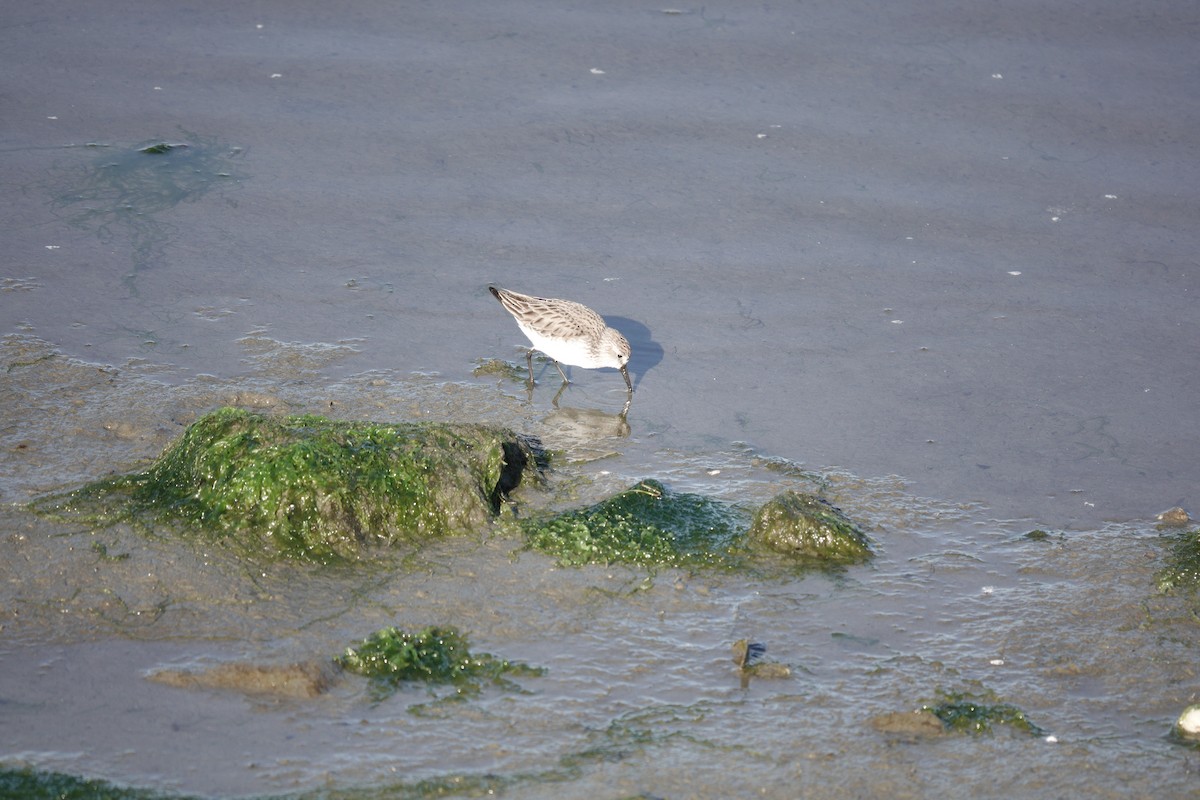 Bécasseau sanderling - ML543682791