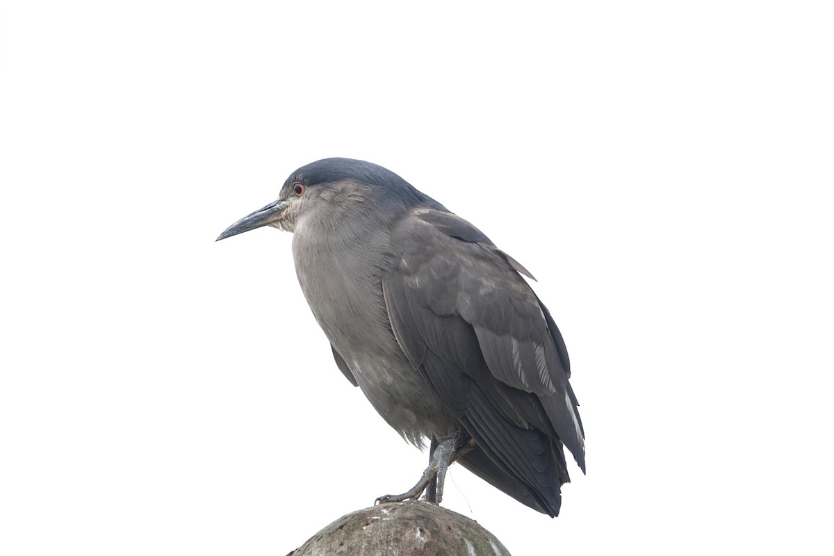 Black-crowned Night Heron - Víctor Leiva Muñoz