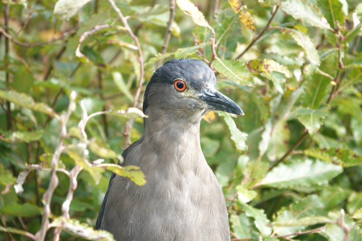 Black-crowned Night Heron - ML543684881