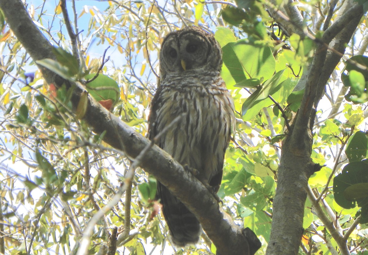 Barred Owl - ML543684991