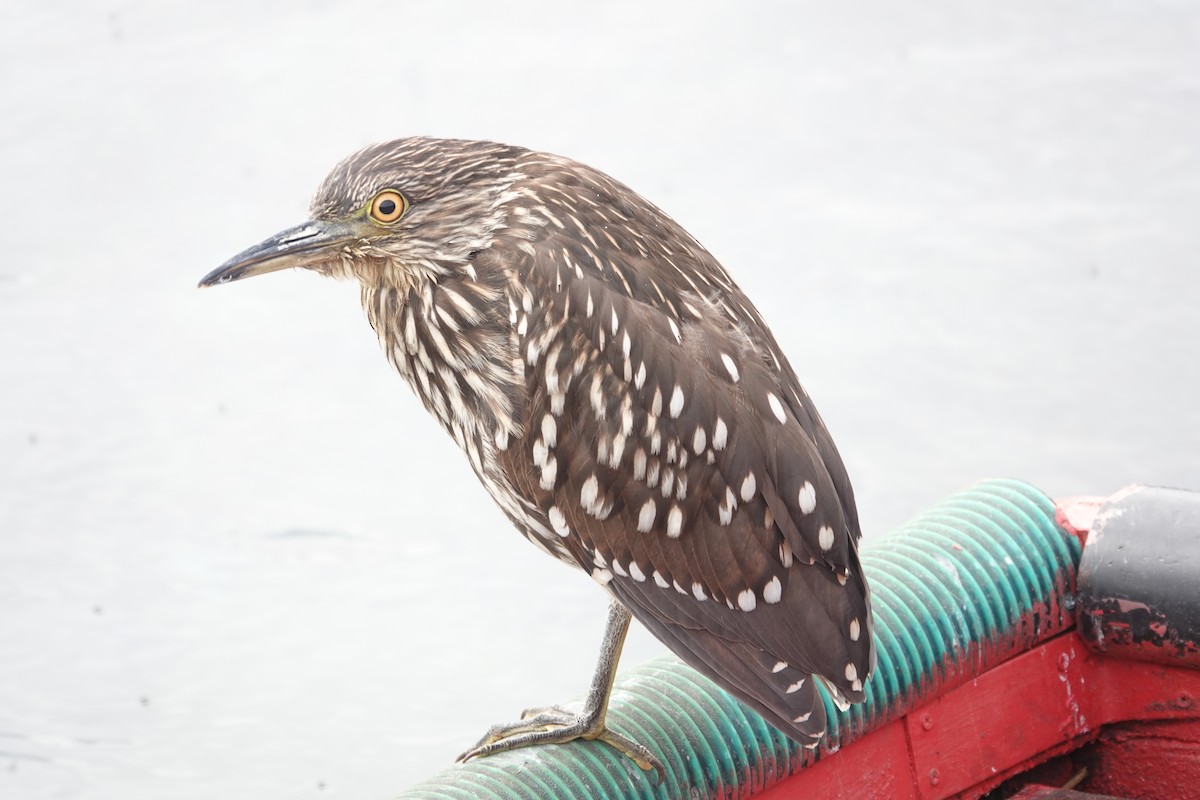 Black-crowned Night Heron - ML543685201